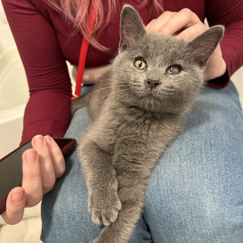 A baby small-sized male Gray / Blue / Silver Domestic Short Hair cat named Rumple Minze for adoption in Pittsburgh, PA