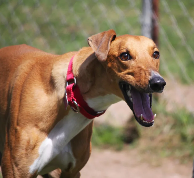 A young large-sized male Golden Lurcher dog named Curly for adoption in Hayward, WI