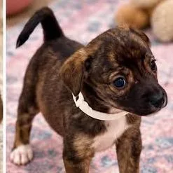 A baby small-sized female Mixed Breed dog named Mazi for adoption in Dover, AR
