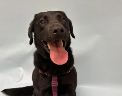 An adult large-sized male Labrador Retriever dog named Kano for adoption in Woodbury, MN
