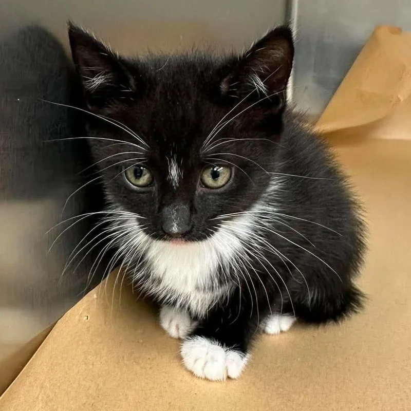 A baby small-sized female Black Domestic Short Hair cat named Cher for adoption in Bastrop, TX