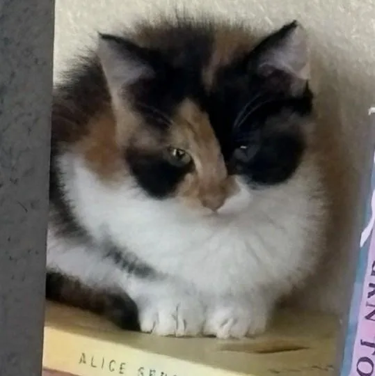A baby medium-sized female Calico cat named Brandi  Great Little for adoption in Hoquiam, WA