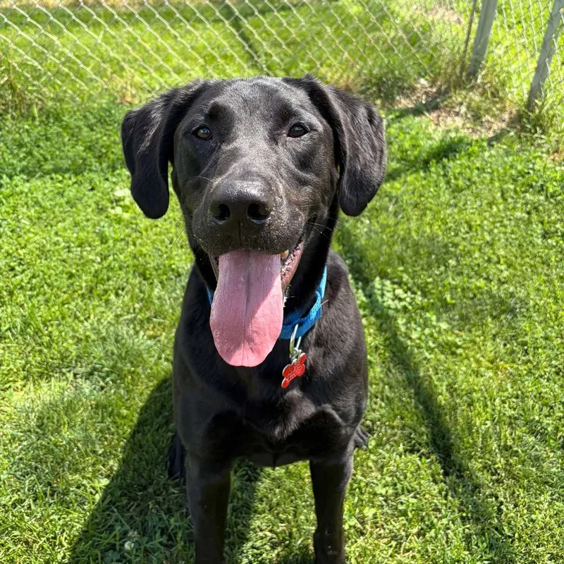 An adult large-sized male Labrador Retriever dog named Smokey for adoption in Valparaiso, IN