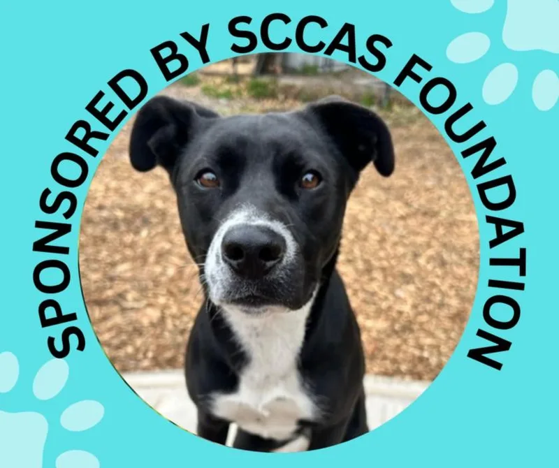 A young medium-sized female Pit Bull Terrier dog named Lilith for adoption in Santa Cruz, CA