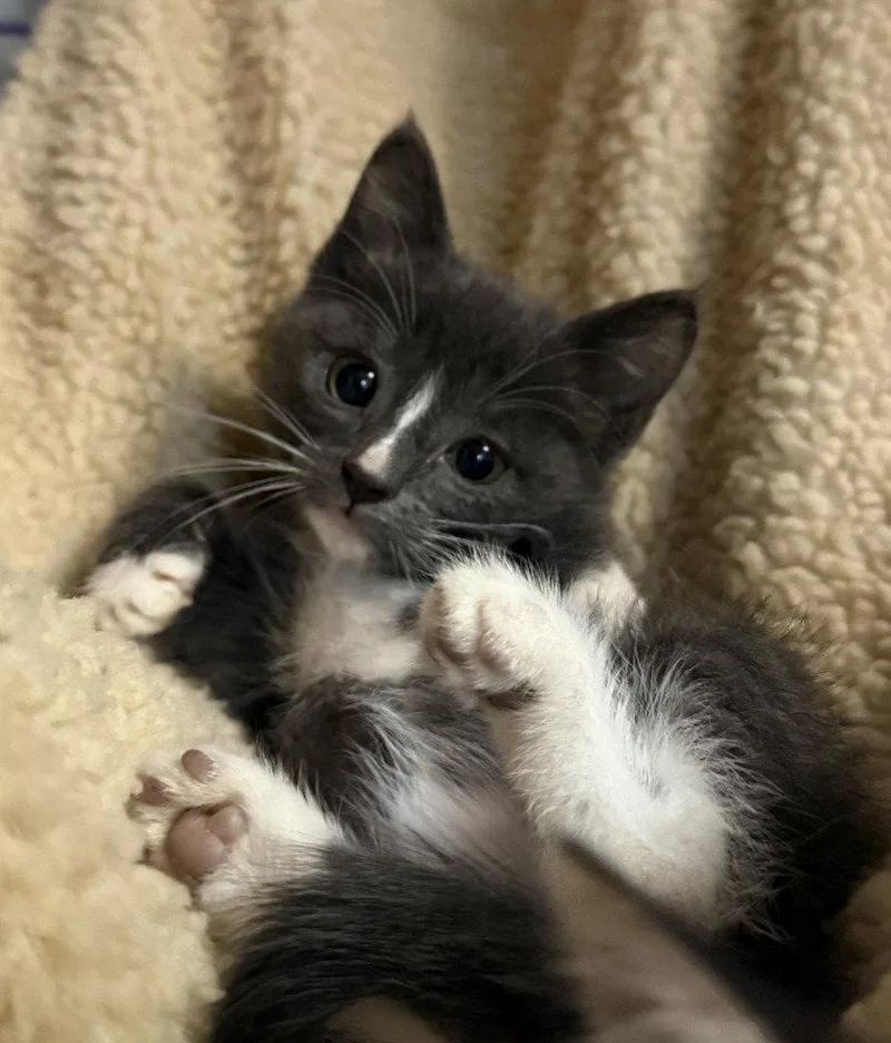 A baby small-sized female Domestic Short Hair cat named Keylime for adoption in Lovingston, VA