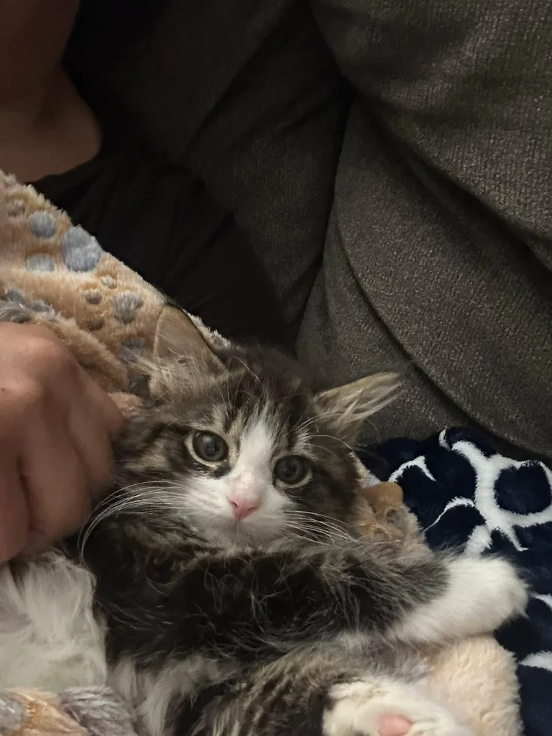 A baby medium-sized female Brown / Chocolate Domestic Long Hair cat named Gemma and Gina for adoption in BUTLER, PA