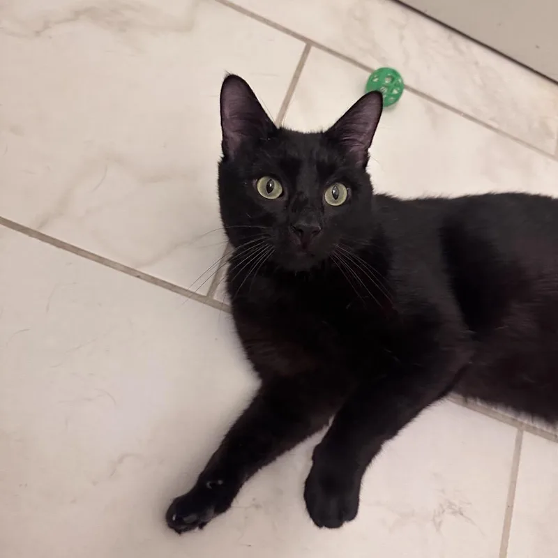 An adult medium-sized male Black Domestic Medium Hair cat named Gizmo for adoption in Gibsonia, PA
