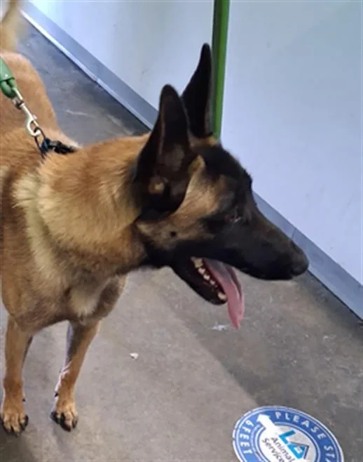 A young large-sized male Belgian Shepherd / Malinois dog named Ace for adoption in Los Angeles, CA