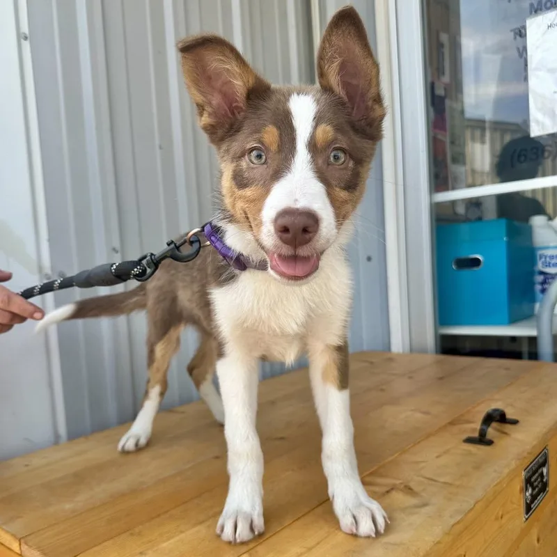 A baby medium-sized male Brown / Chocolate Border Collie dog named Jingle DI for adoption in Union, MO