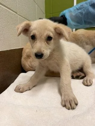 A baby large-sized male White / Cream Mixed Breed dog named Folio for adoption in Wichita, KS