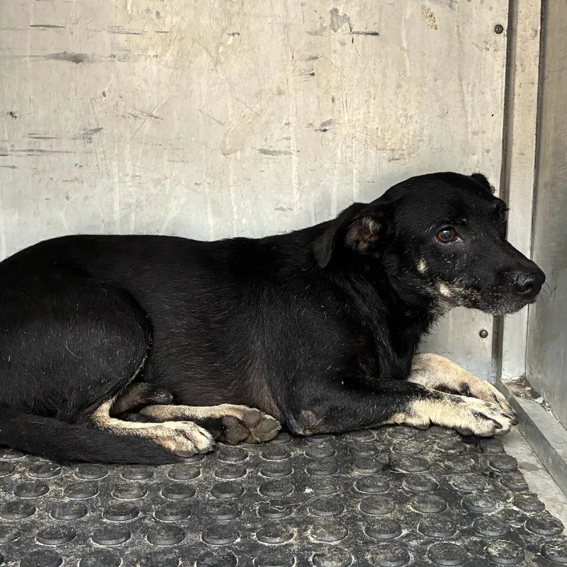 An adult medium-sized male Black Terrier dog named Porkchop for adoption in Edinburg, TX