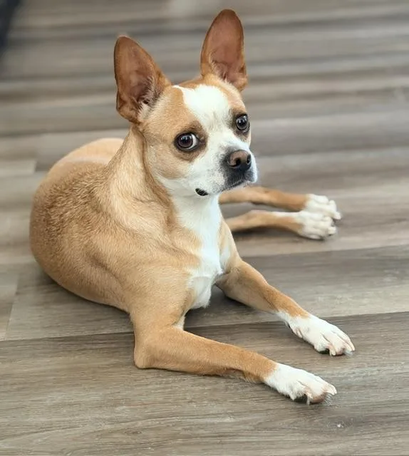 A young small-sized female Red / Chestnut / Orange Boston Terrier dog named Becky for adoption in Lafayette, CA