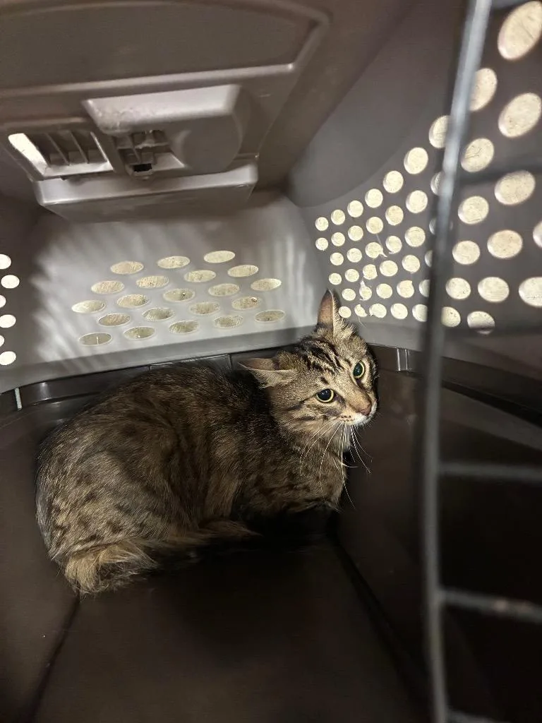 A young large-sized male Domestic Short Hair cat named Norris for adoption in Bossier City, LA