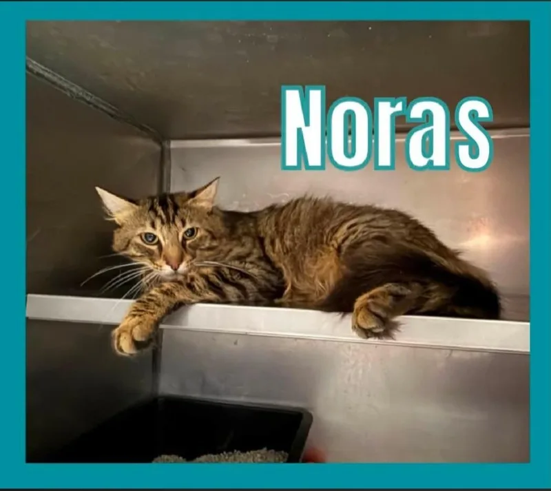 Norris thumbnail 2