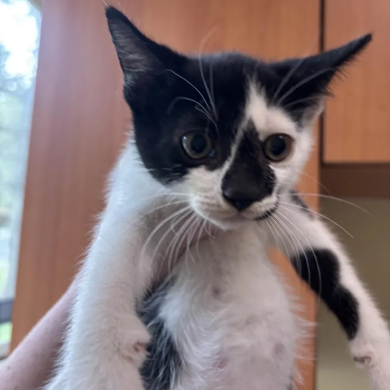 A baby small-sized male Black Domestic Short Hair cat named Jekyll for adoption in Wilmington, DE
