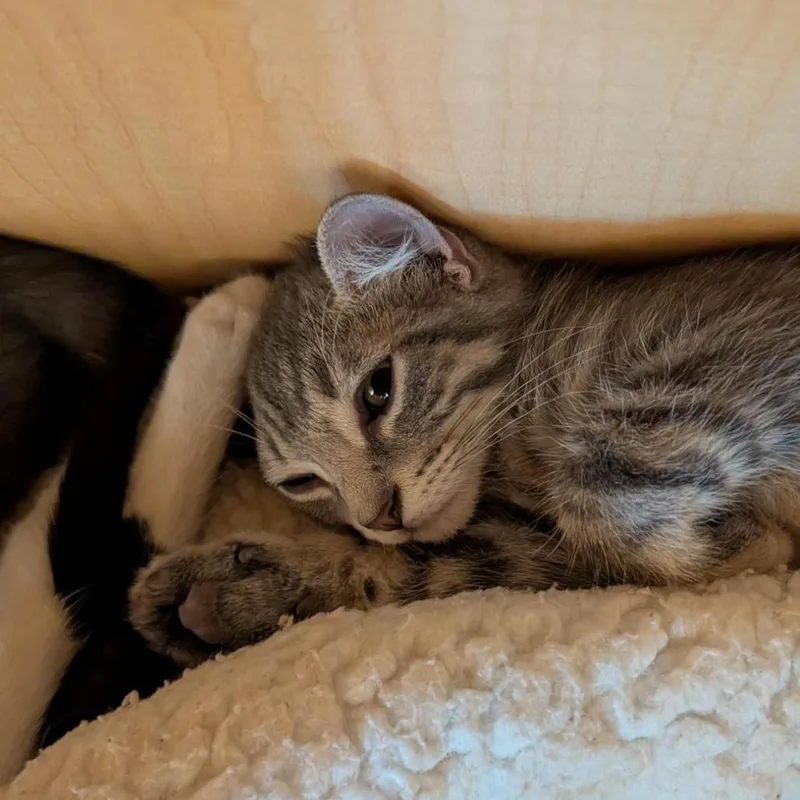 A baby small-sized male Gray / Blue / Silver Domestic Short Hair cat named Mayhem for adoption in Washington Township, OH