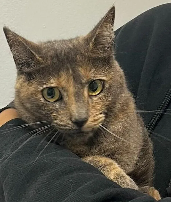 An adult medium-sized female Domestic Short Hair cat named Owly for adoption in San Diego, CA