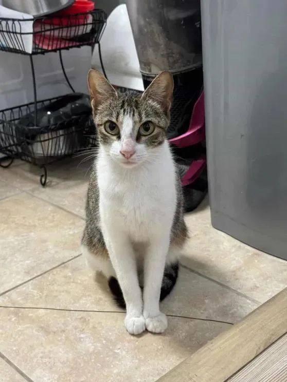 An adult medium-sized female Gray & White Tabby cat named Charli Xcx for adoption in Pearland, TX