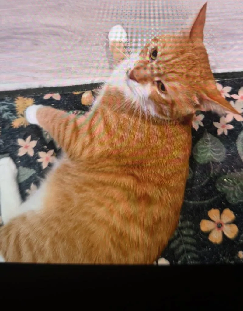 A young medium-sized male Domestic Short Hair cat named Sunny D for adoption in Windsor, CT