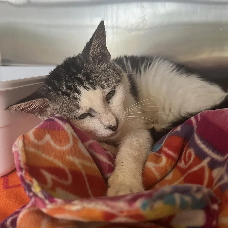 An adult medium-sized male Gray / Blue / Silver Domestic Short Hair cat named Oliver for adoption in Lakeland, FL