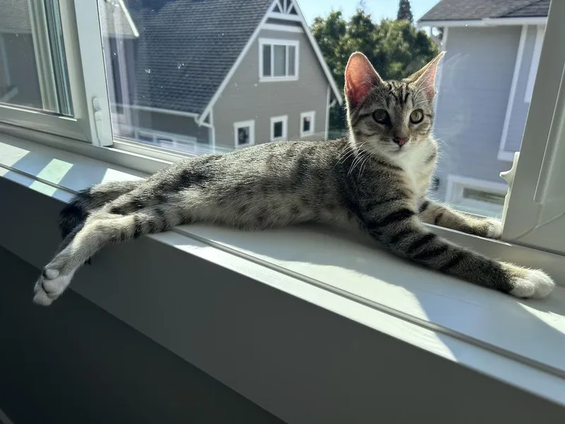 A baby small-sized female Domestic Short Hair cat named Topanga for adoption in Bellingham, WA