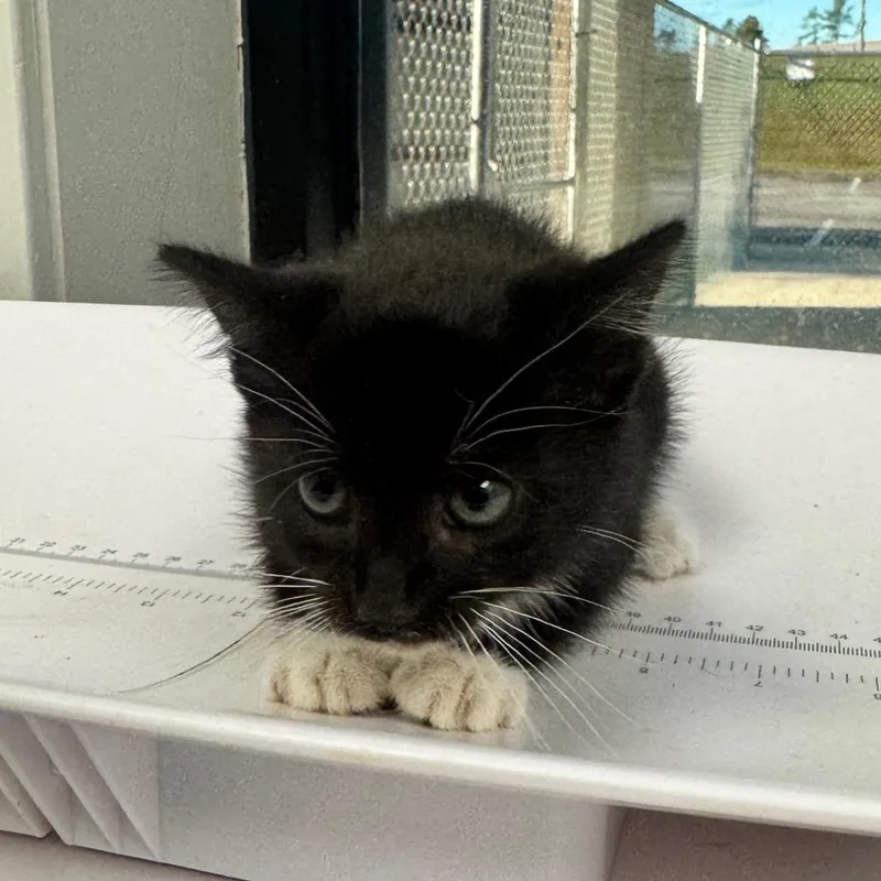 A baby small-sized female Black Domestic Short Hair cat named Spunky for adoption in Columbiana, AL