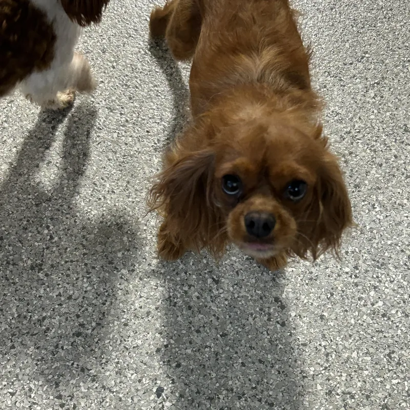 An adult small-sized female Red / Chestnut / Orange Cavalier King Charles Spaniel dog named Cashmere lbs for adoption in Antwerp, OH