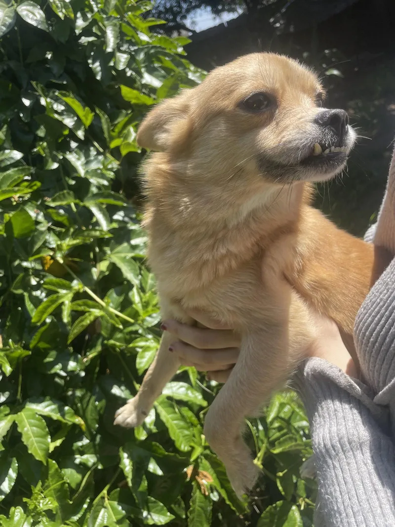 An adult small-sized female Chihuahua dog named Baby for adoption in San Diego, CA
