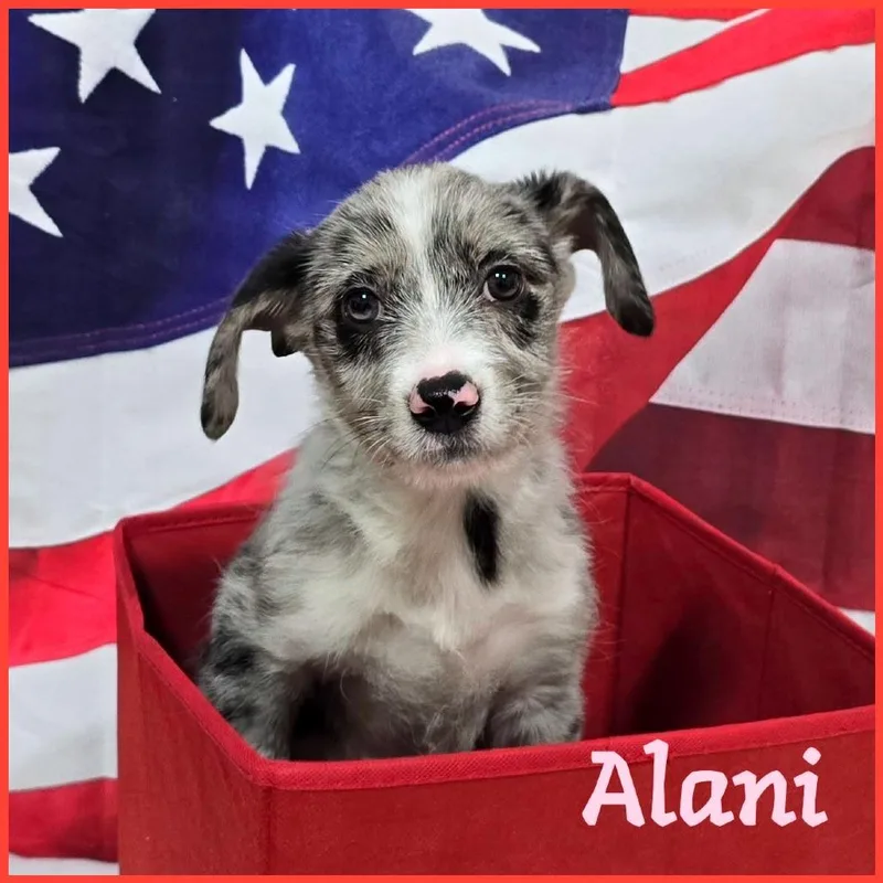 A baby medium-sized female Gray / Blue / Silver Mixed Breed dog named Alani for adoption in Joliet, IL
