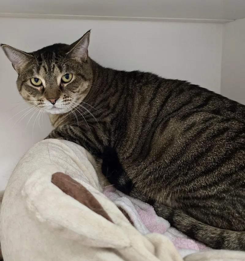 An adult medium-sized female Domestic Short Hair cat named Zara for adoption in Warwick, RI