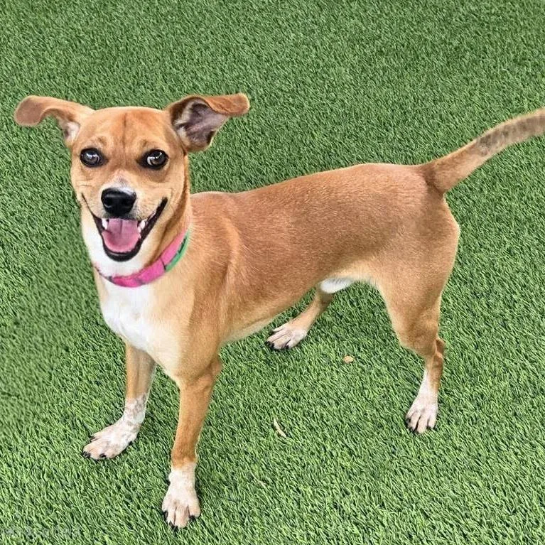 A young small-sized male Brown / Chocolate Chihuahua dog named Sullivan for adoption in Agoura Hills, CA