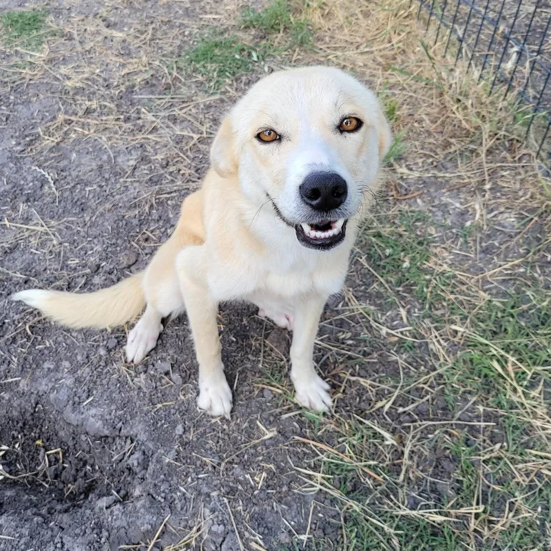 An adult medium-sized female Mixed Breed dog named Roxy for adoption in Corsicana, TX