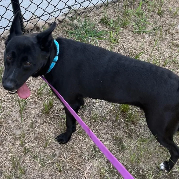 A young medium-sized female Shepherd dog named Midnight Ruby  Precious for adoption in Charlottesville, VA