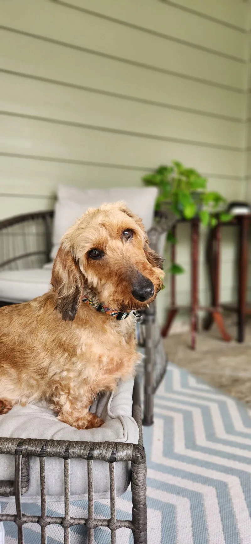 An adult small-sized male Dachshund dog named FritzIn North Carolina for adoption in West Columbia, SC