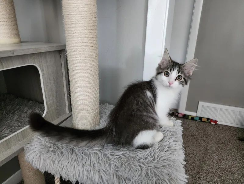 A baby medium-sized female Domestic Long Hair cat named Precious for adoption in Wheaton, IL