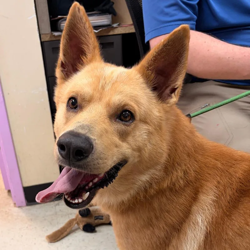 An adult medium-sized male White German Shepherd dog named Damon for adoption in Franklin, NC