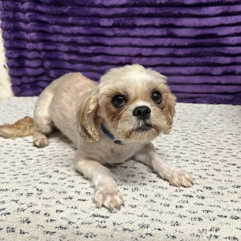 An adult small-sized female Shih Tzu dog named Astrid for adoption in Hartland, WI
