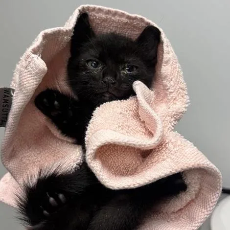 A baby small-sized female Black Domestic Short Hair cat named Carter Cash for adoption in Jacksonville, FL