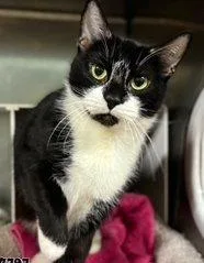 A senior medium-sized female Black & White / Tuxedo Domestic Short Hair cat named Boots for adoption in Raleigh, NC