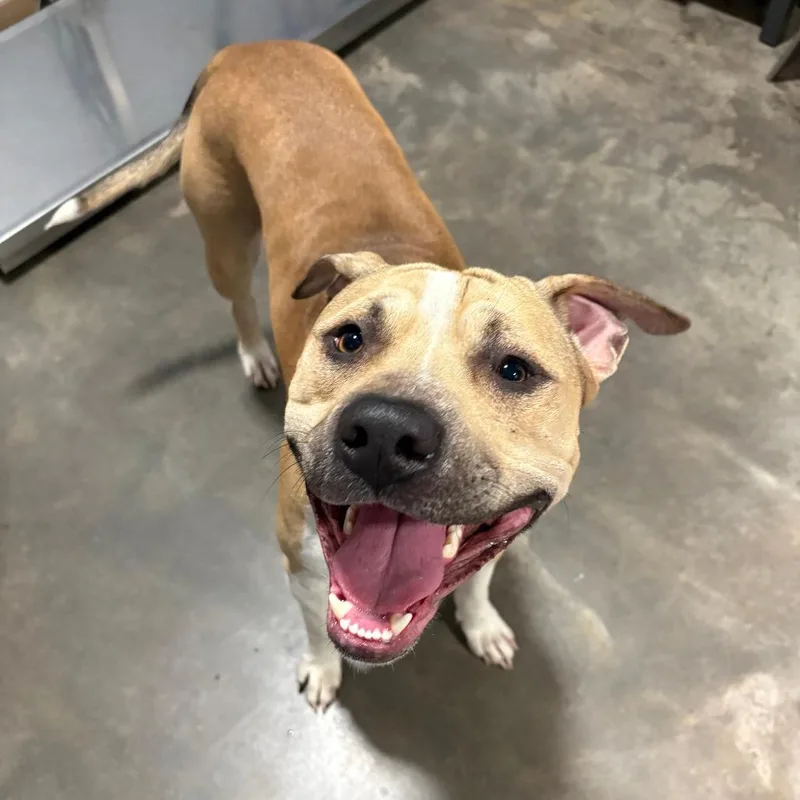 A young medium-sized male Pit Bull Terrier dog named Jude for adoption in Cabot, AR