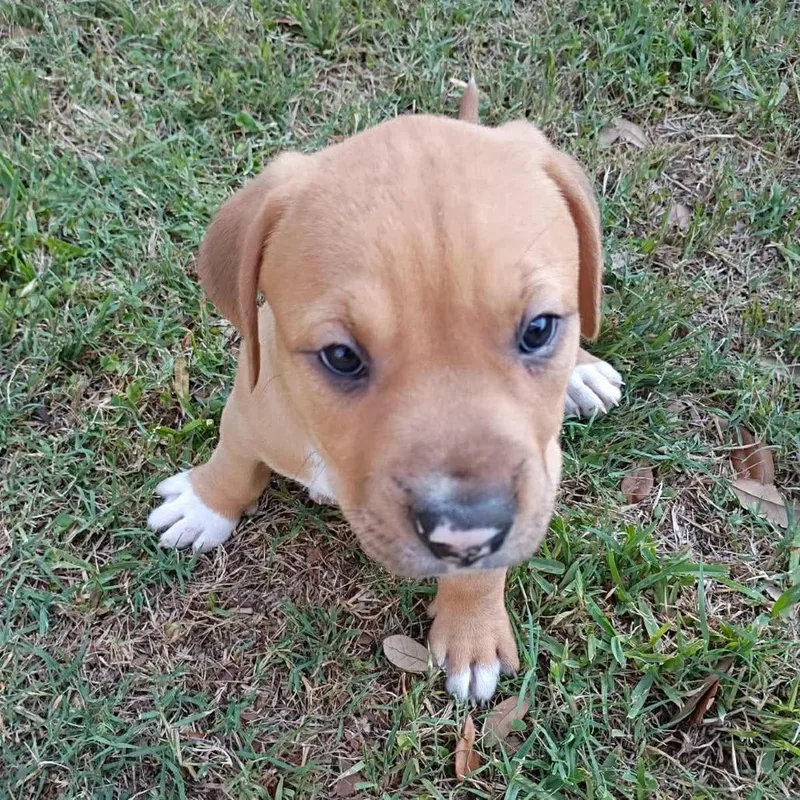 A baby small-sized female Pit Bull Terrier dog named Brownie for adoption in Austin, TX