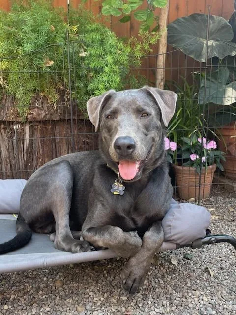 A young large-sized male Gray / Blue / Silver Labrador Retriever dog named Jep for adoption in Concord, CA
