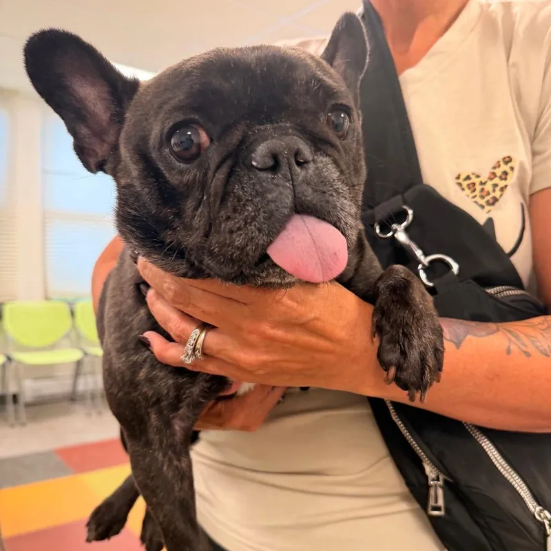 A senior small-sized female Brindle French Bulldog dog named Erin for adoption in West Chester, PA