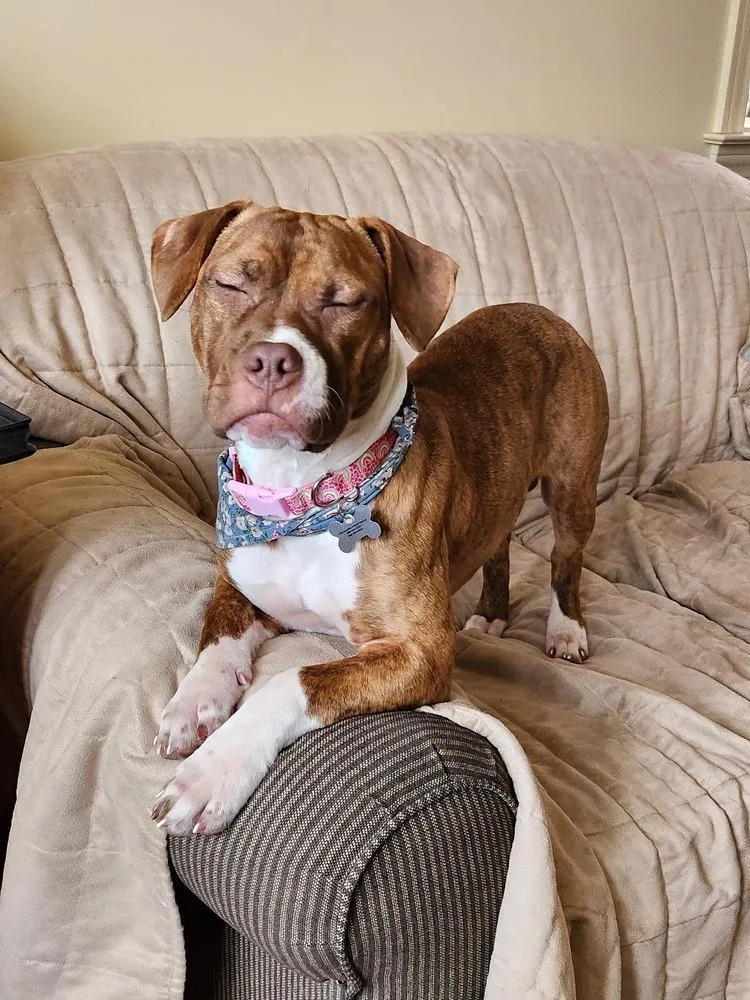 Sweet Pea thumbnail 2