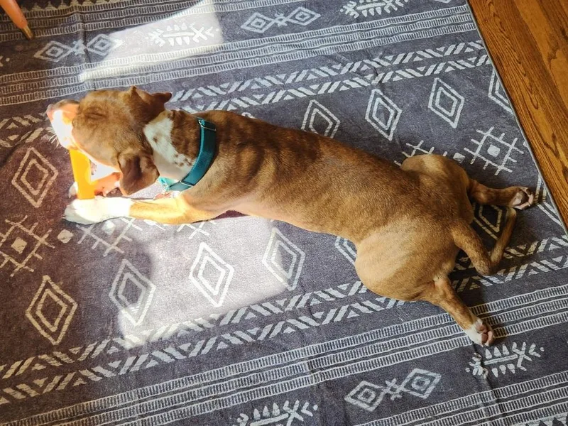 Sweet Pea thumbnail 4