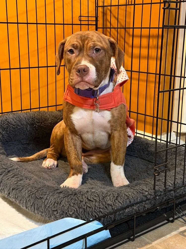 Sweet Pea thumbnail 5