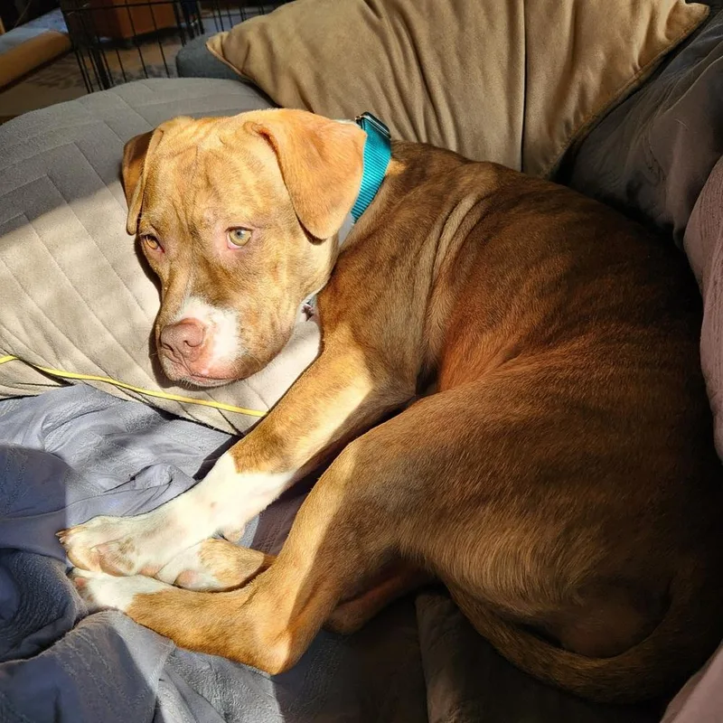 Sweet Pea thumbnail 6