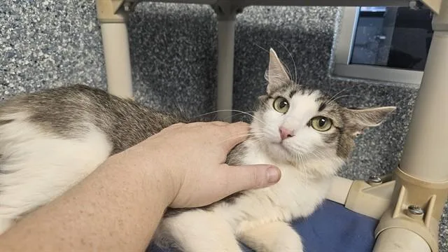 A young medium-sized female Domestic Short Hair cat named Audrey for adoption in Paradise, CA