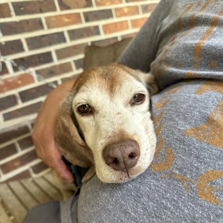 A senior medium-sized male Brown / Chocolate Beagle dog named Bagel for adoption in Franklin, TN