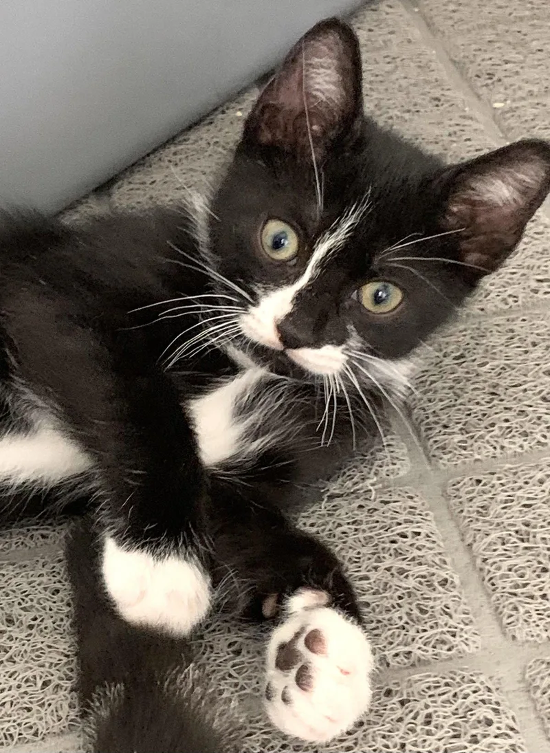 A baby medium-sized male Black & White / Tuxedo Domestic Short Hair cat named Dodger for adoption in Wesley Chapel, FL
